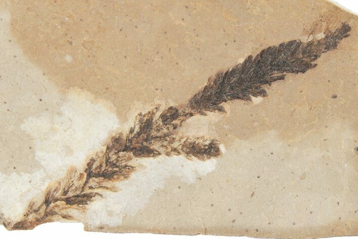 Cypress (Chamaecyparis) Fossil Plate - McAbee Fossil Beds, BC #215661